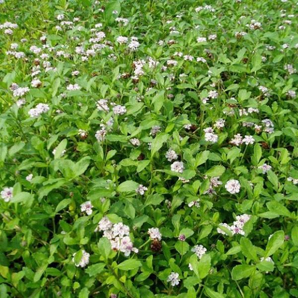 ヒメイワダレソウ 80ポットセット Buyee 日本代购平台 产品购物网站大全 Buyee一站式代购 Bot Online