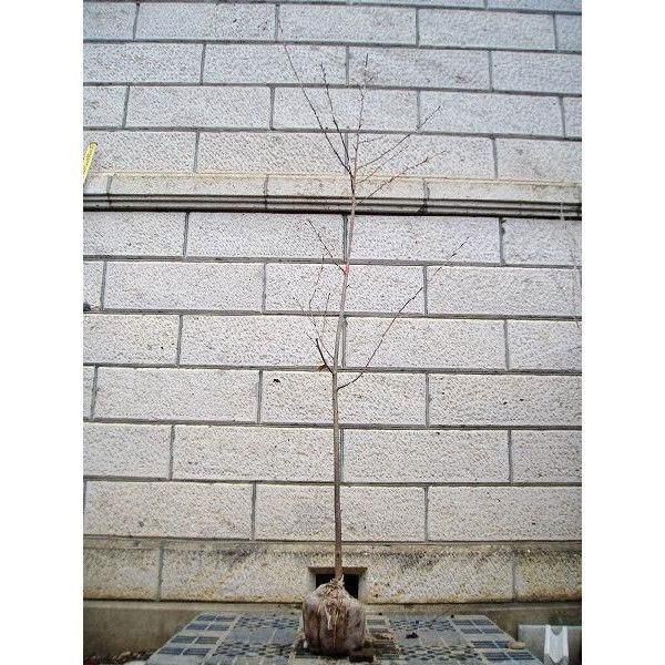 サクラ 河津桜 (カワヅザクラ) 樹高1.8〜2.0m前後(根鉢含まず) 単品