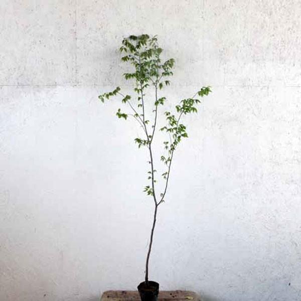 植木 盆栽 庭木 ケヤキの人気商品・通販・価格比較 - 価格.com