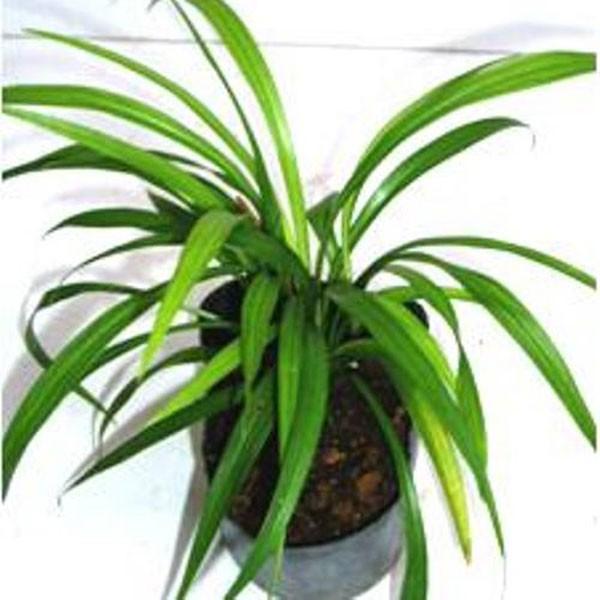 キチジョウソウ ポットセット Buyee 日本代购平台 产品购物网站大全 Buyee一站式代购 Bot Online