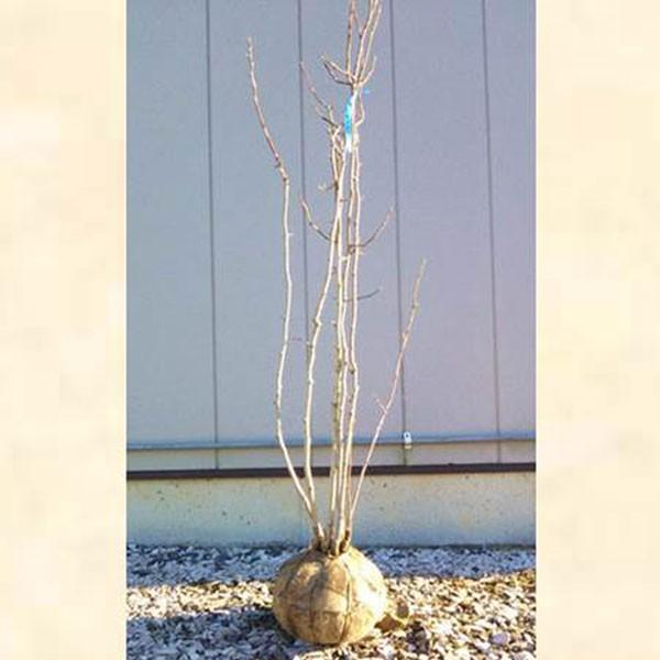 RuV  1.5`1.8mO(܂܂) Pi