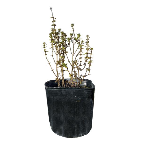 コモンタイム 40ポットセット ハーブ 苗 常緑 多年草 立性 立麝香草 Buyee Buyee 提供一站式最全面最專業現地yahoo Japan拍賣代bid代拍代購服務 Bot Online