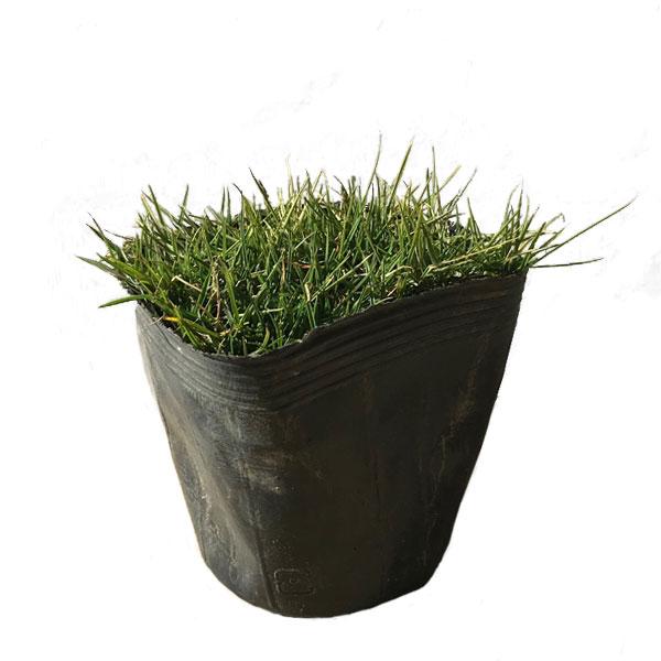 部分的に芝を植えたい、芝の補修をしたい、という方にオススメのポット苗です。高麗芝は一般的な日本芝で、野芝に比べて芝質がきめ細やかなのが特徴です。個人の庭はもちろんゴルフ場で使用されることが多く、日本の風土に合った性質です。姫高麗芝よりは生育...