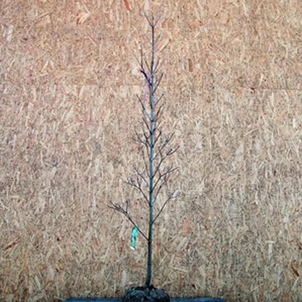 ni~YL NEhiC  P 1.5`1.8mO(܂܂) Pi