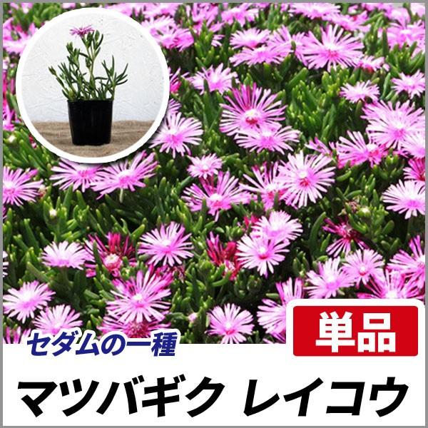 マツバギク レイコウ 単品 Matsubagiku 相馬グリーン 通販 Yahoo ショッピング