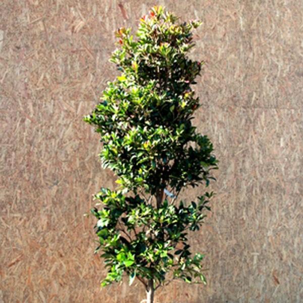 モッコク 木斛 樹高1.8〜2.0m前後(根鉢含まず) 単品 : 相馬グリーン