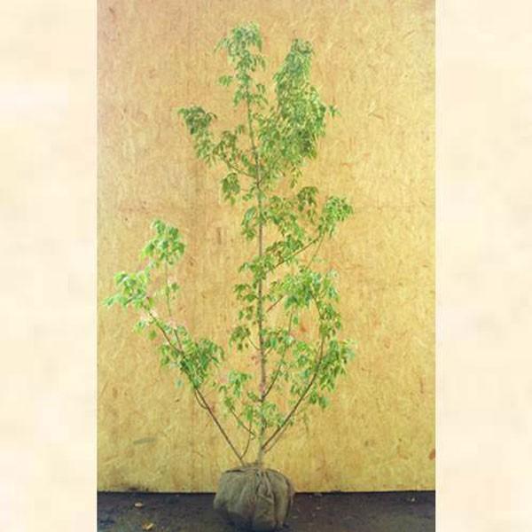 lOhJGf t~S 1.5mO(܂܂) Pi