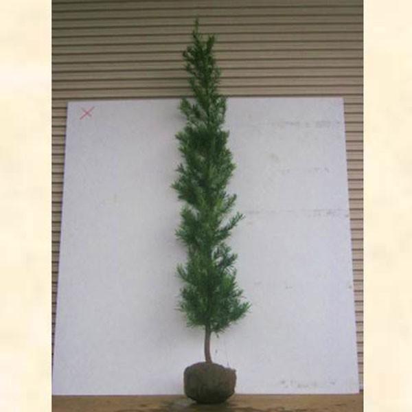 ラカンマキ 樹高1.8〜2.0m前後(根鉢含まず) 単品 : 相馬グリーン