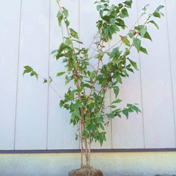 ロウバイ 盆栽 植木の人気商品 通販 価格比較 価格 Com