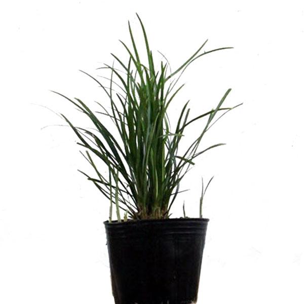 【別名】ジャノヒゲ