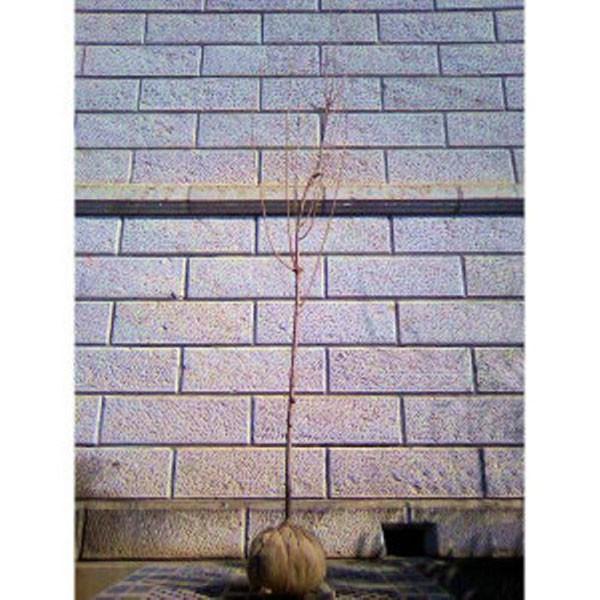 TN ߉ (MCRE) 1.8`2.0mO(܂܂) Pi