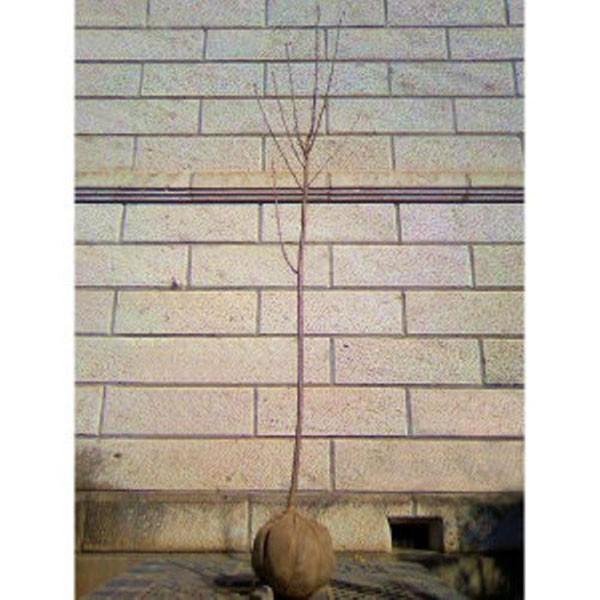 TN ֎R (JU/ZL}) 1.8`2.0mO(܂܂) Pi