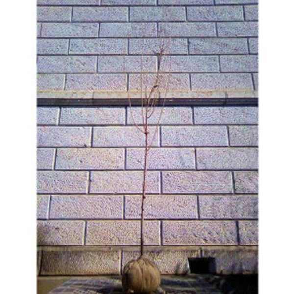 TN z̔ފ (RVmqK) 1.8`2.0mO(܂܂) Pi