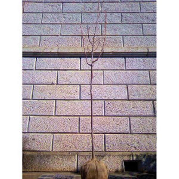 TN z (ERE) 1.8`2.0mO(܂܂) Pi