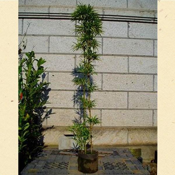 V}_C~E`N 1.8mO(܂܂) Pi