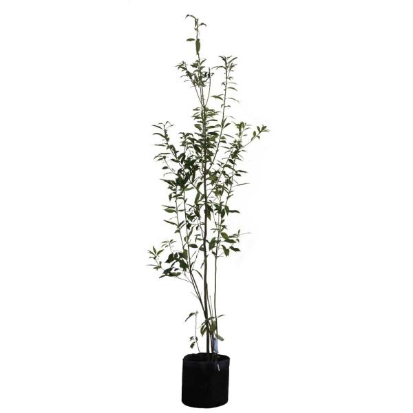 逸品。ヒメシャラ株立1.8M(鉢底から)品番B 逸品。ヒメシャラ株立1.8M(鉢底から)品番B - メルカリ