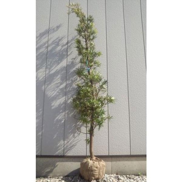 イヌマキ 樹高1.8〜2.0m前後(根鉢含まず) 単品 : 相馬グリーン - 通販