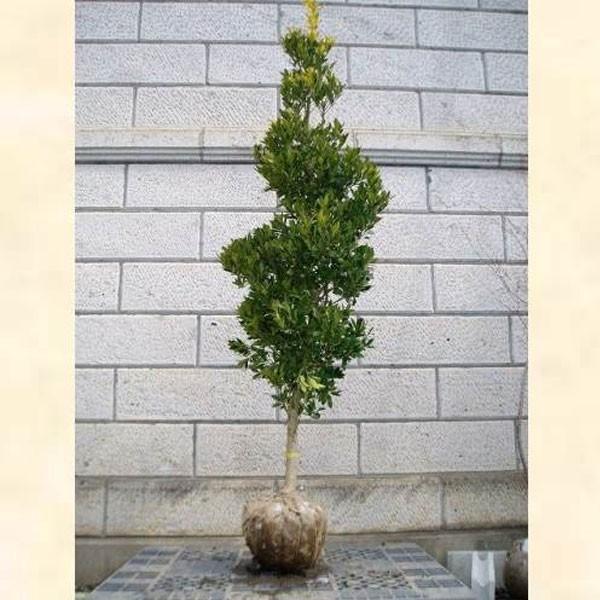 オウゴンモチノキ 樹高1.8〜2.0m前後(根鉢含まず) 単品 : 相馬グリーン