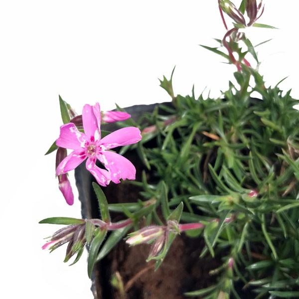 訳あり 芝桜 シバザクラ 25ポット 花色 品種混ざり 苗 多年草 グランドカバー 寄せ植え 下草 Buyee Buyee 日本の通販商品 オークションの代理入札 代理購入