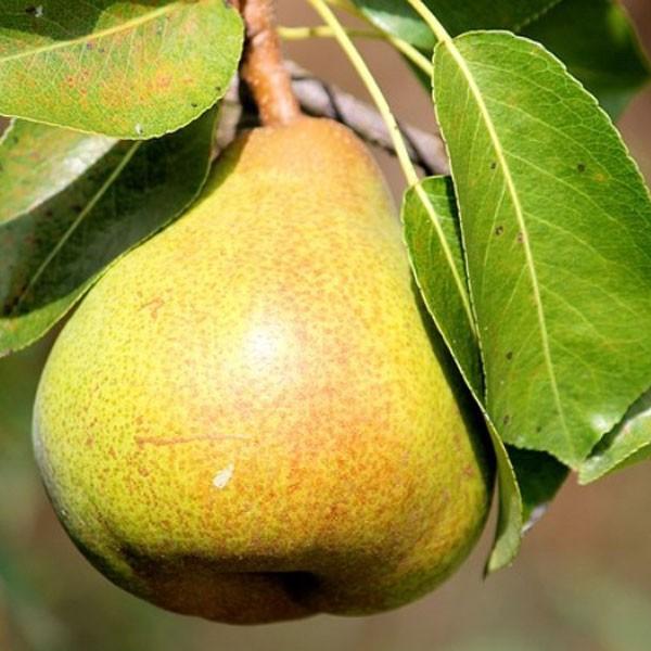 m (EiV)  N`FE tX 80cmO 󕲎2{Zbg