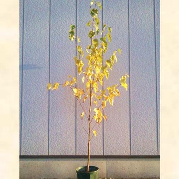 VJo P 2.0mO(܂܂) Pi