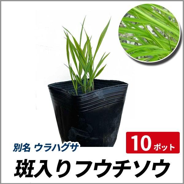 フイリ フウチソウ 10ポットセット 風知草 斑入り 山野草 多年草 寄せ植え 盆栽 グランドカバー Buyee Buyee Japanese Proxy Service Buy From Japan Bot Online