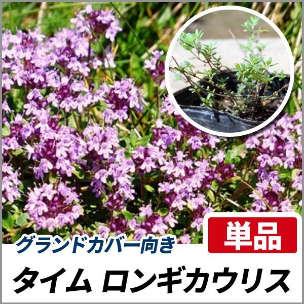 タイム ロンギカウリス 単品 Soma560 相馬グリーン 通販 Yahoo ショッピング