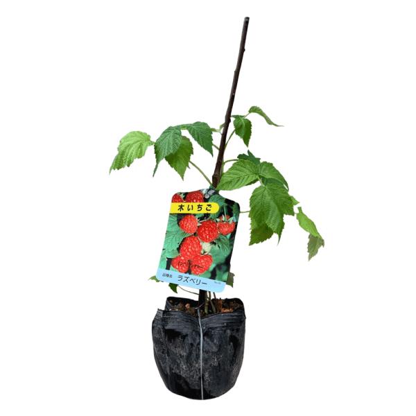 ラズベリー 盆栽 植木の人気商品 通販 価格比較 価格 Com