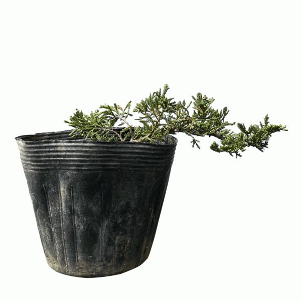 ウィルトニー 盆栽風 hanahirobaonline_niwaki-konifa