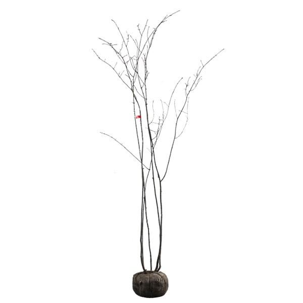 ツリバナ　株立ち　鉢植え ツリバナ 株立ち 樹高1.2〜1.5m前後 (根鉢含まず) 単品 : 相馬グリーン