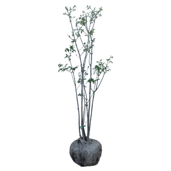 アオダモ 株立ち 樹高1 0m前後 根鉢含まず 単品 Soma6 相馬グリーン 通販 Yahoo ショッピング