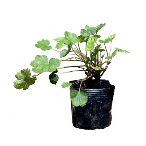 宿根草 ヒューケラの通販 価格比較 価格 Com