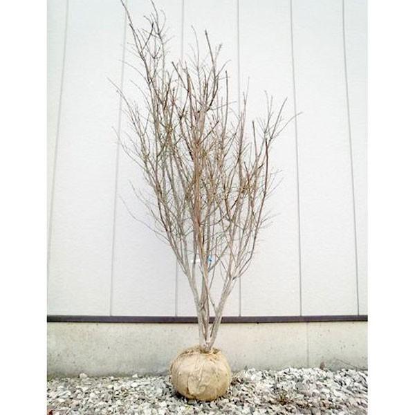 jVLM  1.0mO(܂܂) Pi