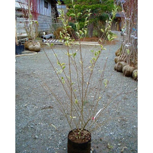 シルバープリペット 樹高1 0m前後 15本セット Svpuripet15 相馬グリーン 通販 Yahoo ショッピング