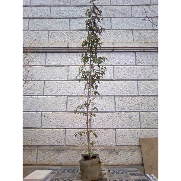 常緑ヤマボウシ ホンコンエンシス 月光 単木 樹高1.8〜2.0m前後(根鉢