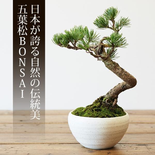 母の日 2025 ミニ盆栽 五葉松 盆栽(bonsai ボンサイ)翠松園 撰 母の日 2025 ミニ盆栽 五葉松 盆栽(bonsai ボンサイ)翠松園 撰