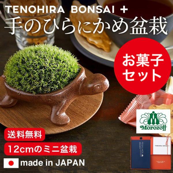 こけ盆栽とお菓子のギフトセット こけ 苔 コケ 盆栽 ミニ盆栽 かめ カメ 亀 送料無料 O M Bonsai 026 Feuillage Buyee Buyee 日本の通販商品 オークションの代理入札 代理購入