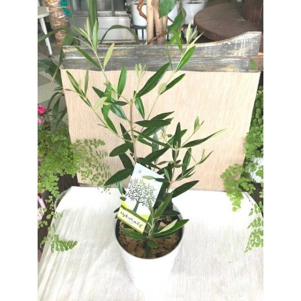 オリーブの苗 Hinakaze ひなかぜ 4 5号ポット ご自宅のインテリアに 贈り物にもぴったり 実 木 Olieve Sophia Coral 通販 Yahoo ショッピング