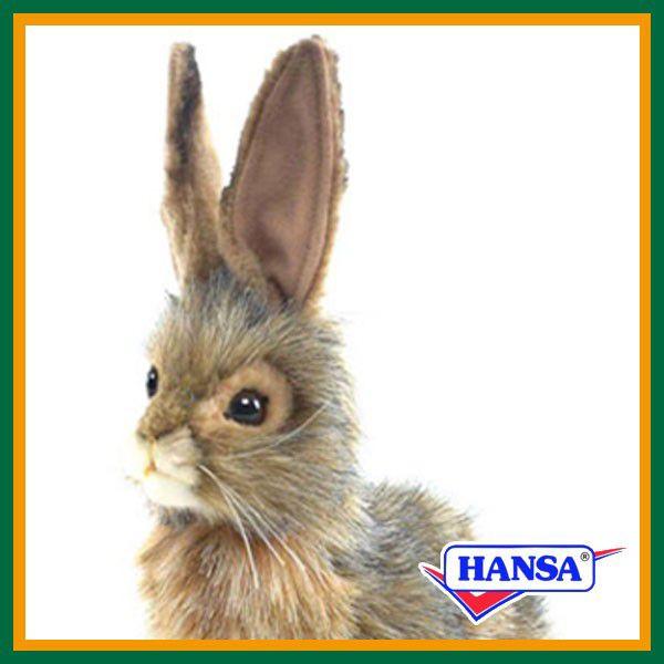 hansa rabbit