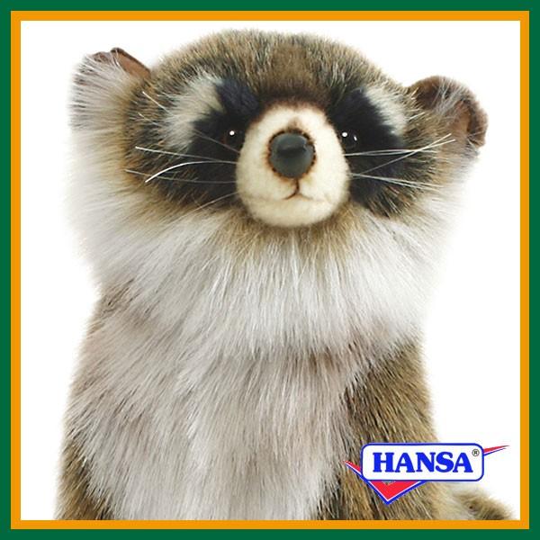 hansa raccoon