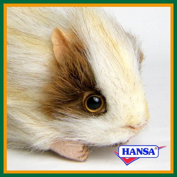 hansa guinea pig