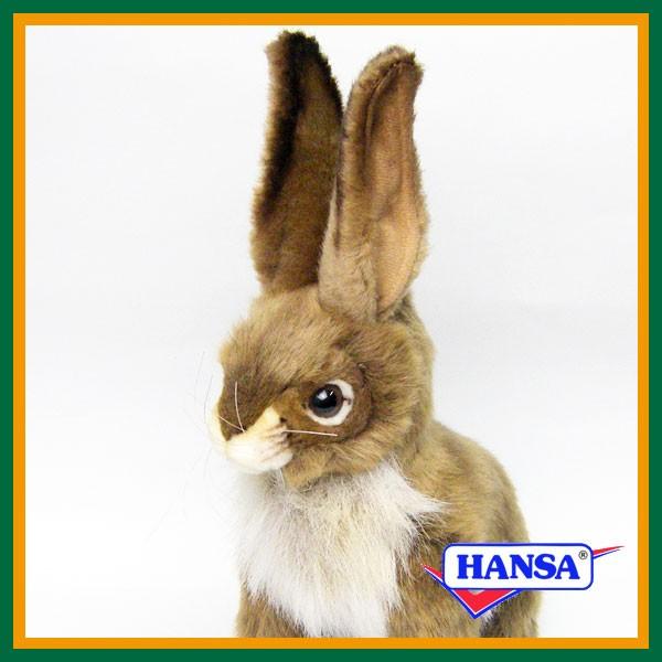 hansa rabbit