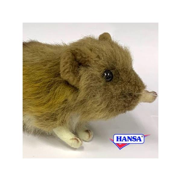 hansa guinea pig