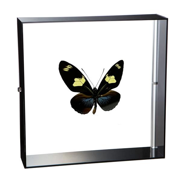 久田♡蝶の標本 12種 フレーム入り 久田♡蝶の標本 12種 フレーム入り Amazon.co.jp: フレーム入り