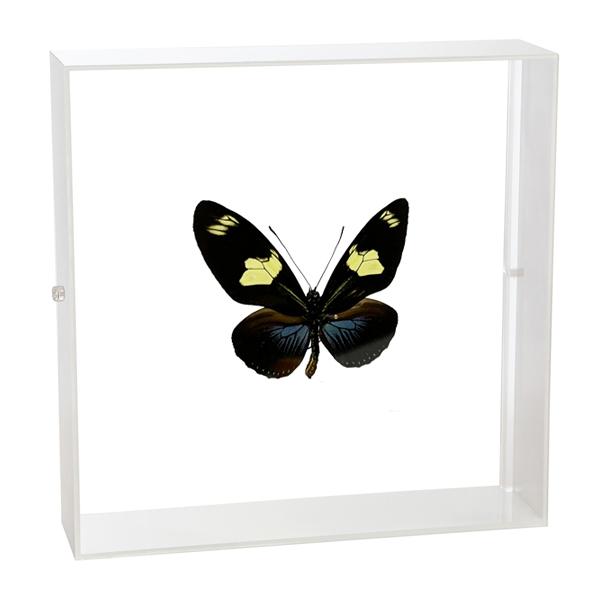 ●「昆虫界の職人」とも言えるプロの展翅人が、シャープで洗練されたデザインのアクリル製カラーフレームにドリスドクチョウを美しくディスプレイした 新感覚の標本です。宝石のような蝶の美しさをそのままに、「生き生き」と 躍動感のある作品に仕上がって...