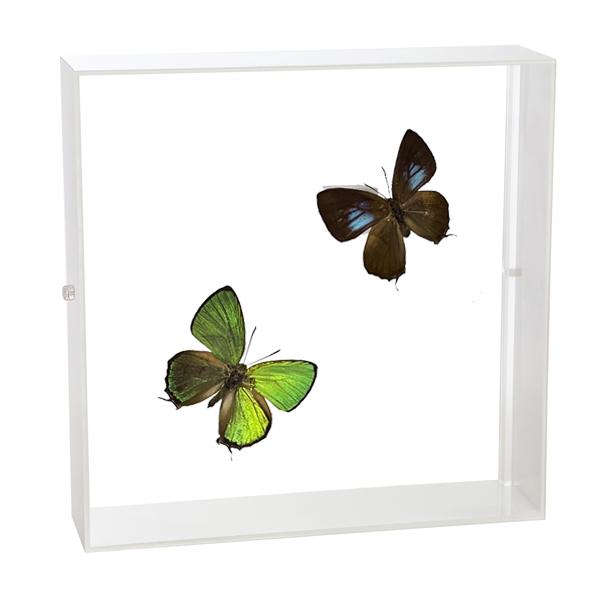●「昆虫界の職人」とも言えるプロの展翅人が、シャープで洗練されたデザインのアクリル製カラーフレームにキリシマミドリシジミを美しくディスプレイした 新感覚の標本です。宝石のような蝶の美しさをそのままに、「生き生き」と 躍動感のある作品に仕上が...