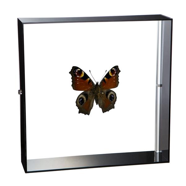 ●「昆虫界の職人」とも言えるプロの展翅人が、シャープで洗練されたデザインのアクリル製カラーフレームにクジャクチョウを美しくディスプレイした 新感覚の標本です。宝石のような蝶の美しさをそのままに、「生き生き」と 躍動感のある作品に仕上がってい...