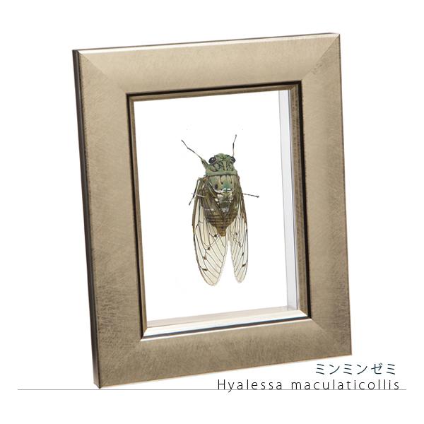●「昆虫界の職人」とも言えるプロの展翅人が、メタル風にデザインされたシャープな木製フレームにミンミンゼミを美しくディスプレイした 新感覚の蝉の標本です。額フレームは置き型タイプです。神秘的なみんみんぜみの表情をそのままに、「生き生き」と 躍...