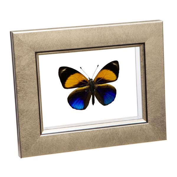 ●「昆虫界の職人」とも言えるプロの展翅人が、メタル風にデザインされたシャープな木製フレームにヒュイットソニーアカネタテハを美しくディスプレイした 新感覚の標本です。額フレームは置き型タイプです。チョウの翅の色柄を表からも裏からも見ることが出...