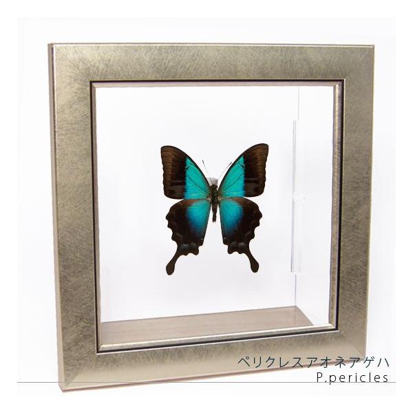 ●「昆虫界の職人」とも言えるプロの展翅人が、メタル風にデザインされたシャープな木製フレームにペリクレスアオネアゲハを美しくディスプレイした新感覚の標本です。額フレームは置き型タイプです。フレーム正面に加え、上下左右ともにスケルトンタイプの透...